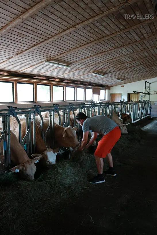 13 beautiful (holiday) farms for children in Germany
